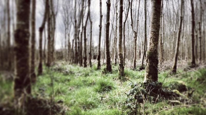 Sisk is committed to planting 1.7 million trees by 2029, the 170th anniversary of the founding of the company, and planted 110,000 trees in Ireland this year