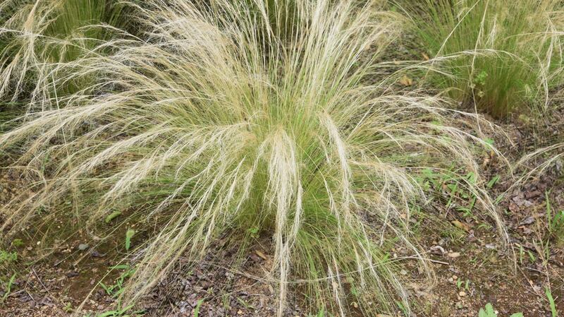 Stipa tenuissima/ Ponytails. Photograph: iStock