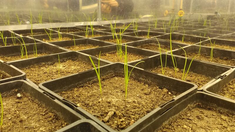 Ryegrass growing in UCD in an enclosed chamber, similuting conditions in a warming world.