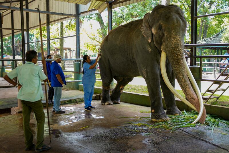 A veterinary surgeon treats Muthu Raja. Photograph: Eranga Jayawardena/AP
