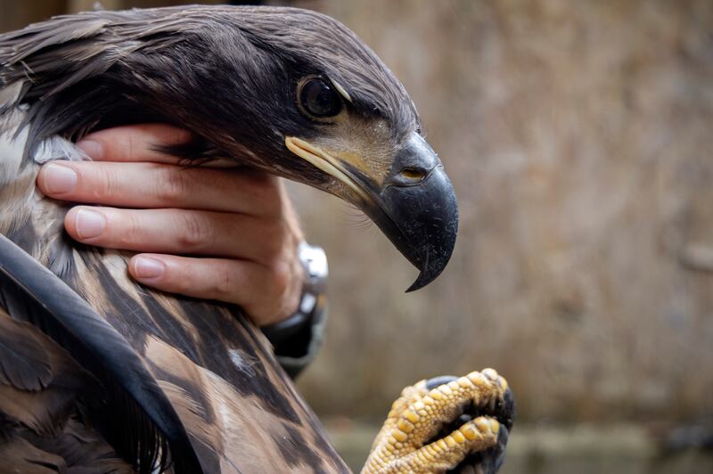 White-tailed sea eagles continue to be reintroduced to Ireland thanks to a project between the National Parks and Wildlife Service, the Golden Eagle Trust and Norwegian partners. Photograph: Chris Maddaloni