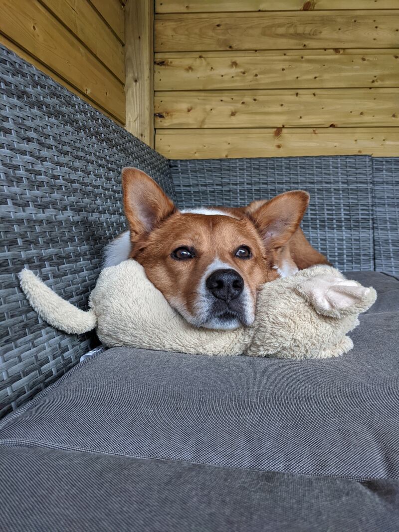 Rocky is a blend of Japanese Akita and Border Collie