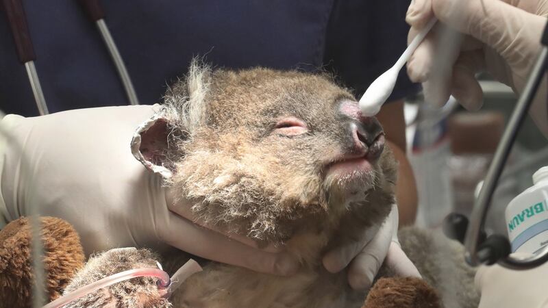 A young koala injured in the Victorian bushfires receives medical attention at Healesville Sanctuary on January 23rd. Photograph: David Croslin/EPA