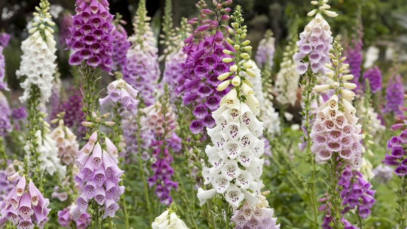 Foxgloves. Photograph: Getty