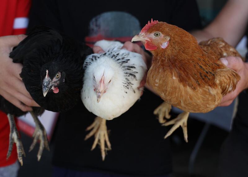 Solas: chickens at the centre. Photograph: Nick Bradshaw