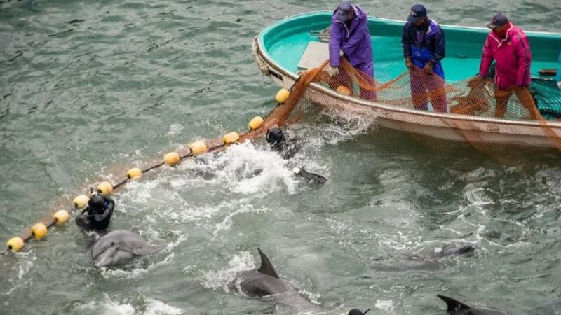 A picture provided by the Sea Shepherd  organization showing the  annual dolphin hunt in Taiji. Photograph: EPA