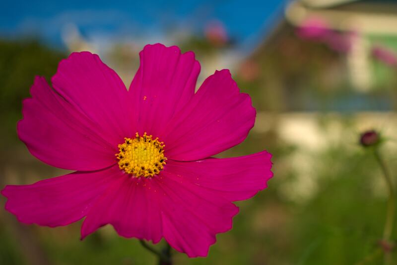 Cosmos 'Dazzler'. Photograph: iStock