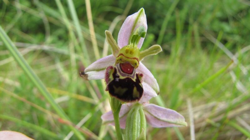 Bee orchid on  Bull Island: shows that Irish orchids can be as beautiful, fascinating, and downright bizarre as their tropical counterparts. Photograph: Paddy Woodworth