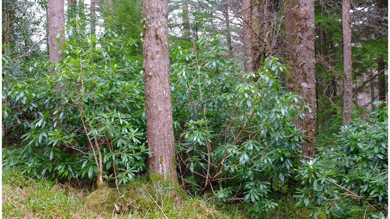 Rhododendron growing in Killarney National Park near Torc Mountain in Co Kerry . File photograph: Bryan O’Brien