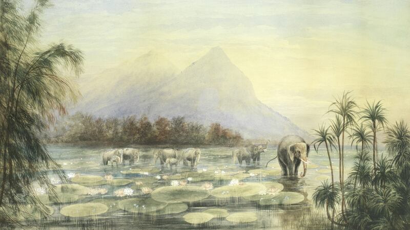 Elephants Watering Amongst Water Lilies, Ceylon by Irish artist Andrew Nicholl
