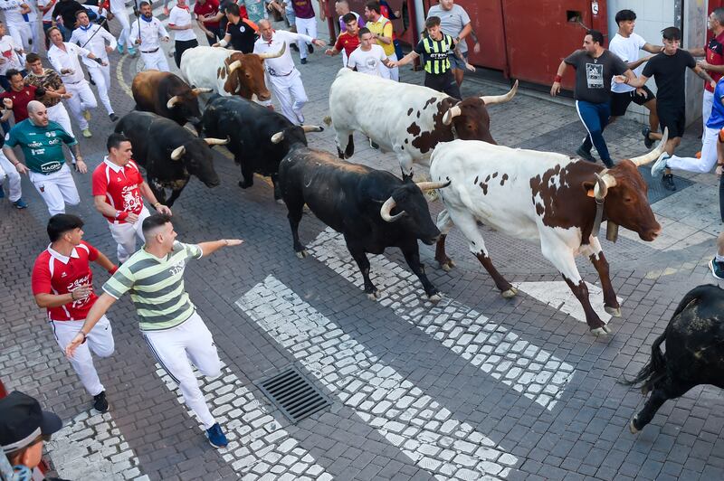 The fifth running of the bulls of the San Sebastián de los Reyes festival last month. Photograph: Gustavo Valiente/Europa Press via Getty Images