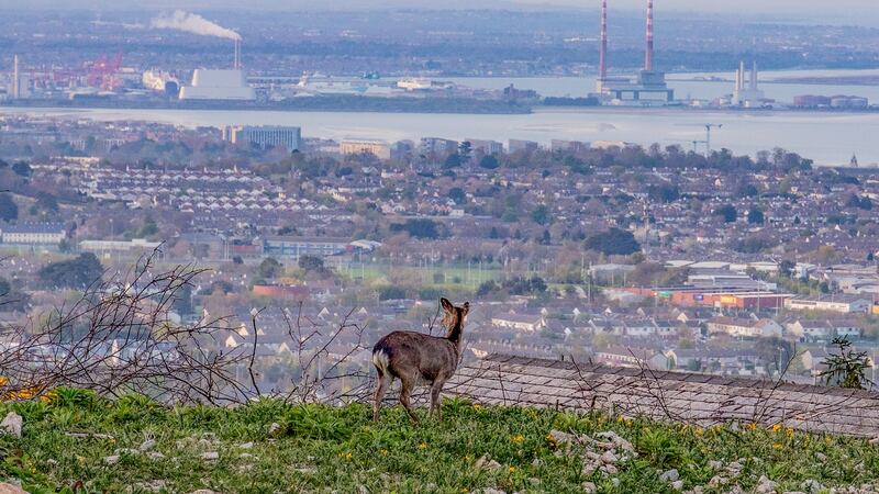 The unusual calm and quiet in cities means people are becoming more aware of the nature around them