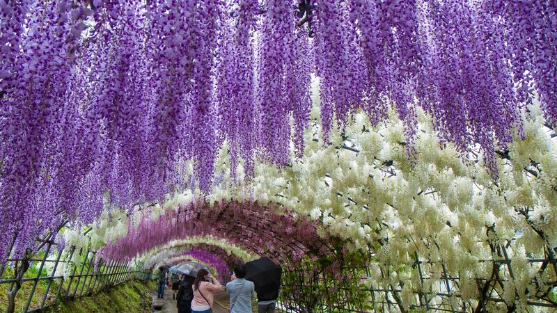 Wisteria Tunnel at Kawachi Fuji Garden in Fukuoka, Japan. Photograph: iStock
