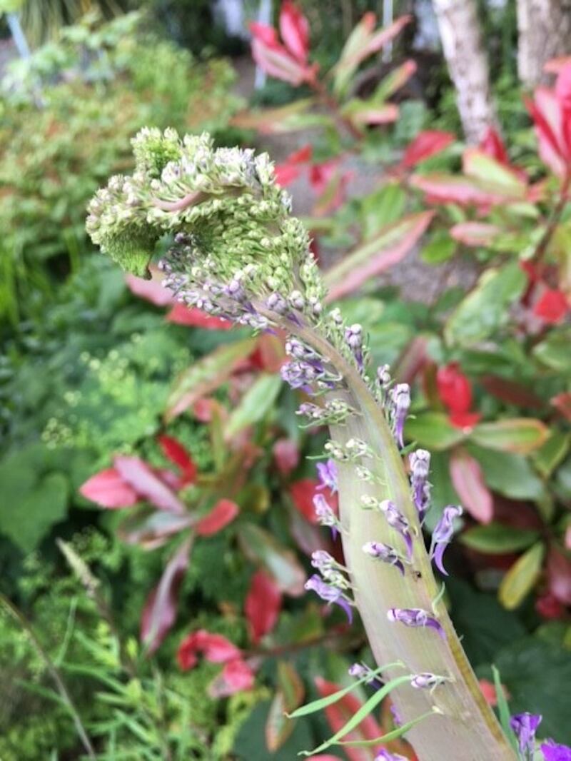 Mary O’Neill sent this photo of a “wild” flower that has developed a very different flat stem from the same root as a normal flower”