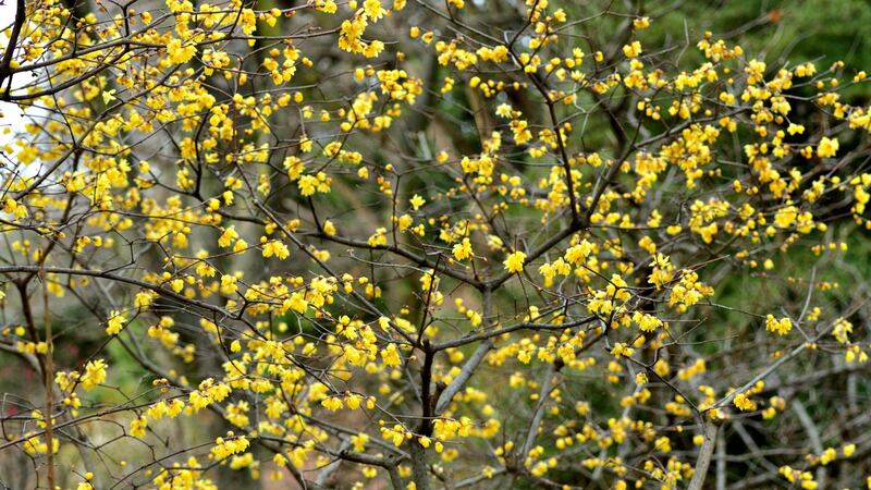 Chimonanthus provides winter colour and fragrance. Photograph: iStock