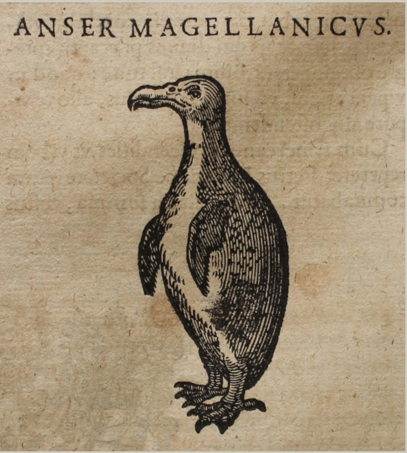 One of the first images of the penguin, from a book in the Dr Edward Worth library