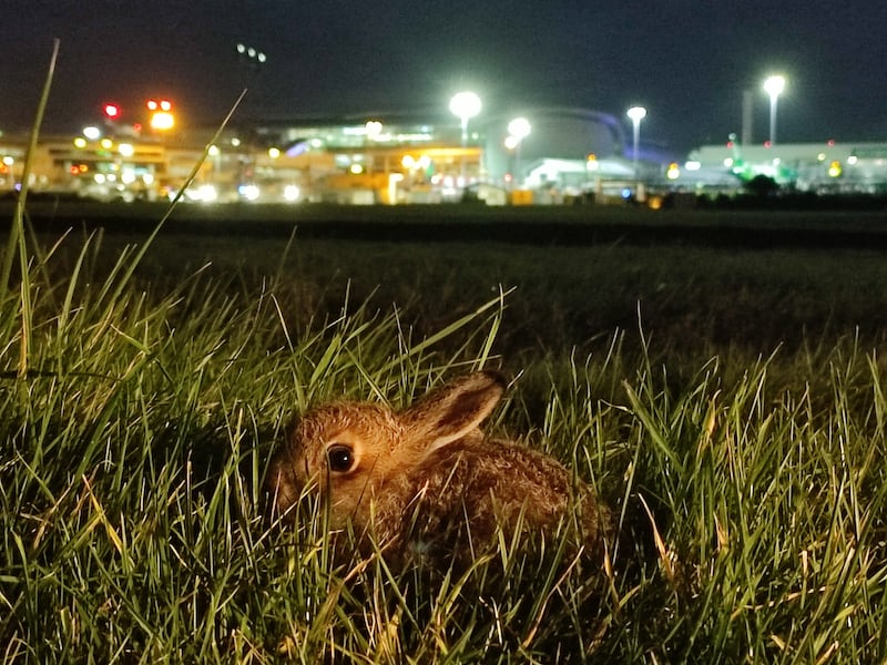 A leveret or young hare by the runway at Dublin Airport. Photograph: Samantha Ball, UCC
