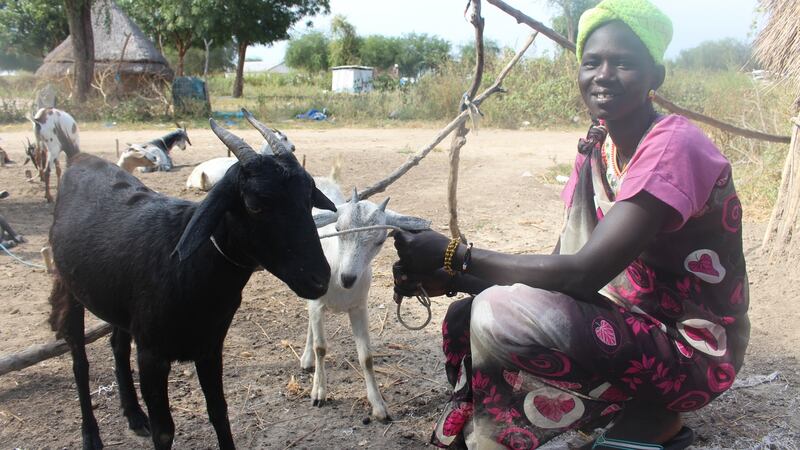 Oxfam will send a goat to someone in need this Christmas for €35 under the Oxfam Unwrapped e-card programme.