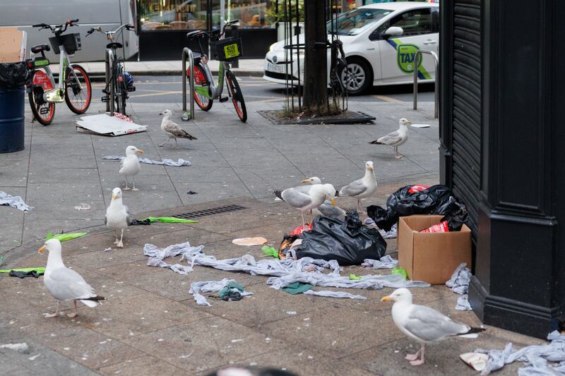 Seagulls pose a huge problem for waste management in the city centre. Photograph: Dan Dennison