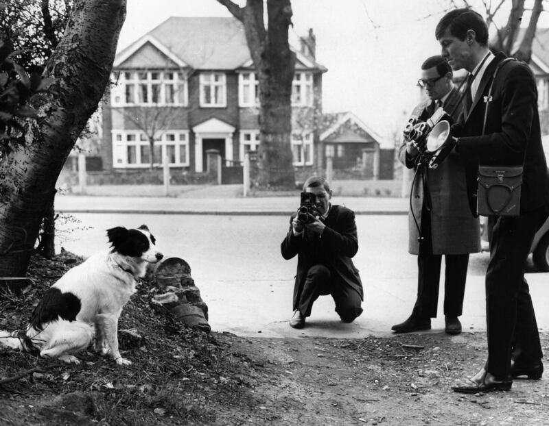 Who Stole the World Cup?: photographers take pictures of Pickles, the dog who sniffed out the missing Jules Rimet World Cup trophy. Photograph: Central Press/Getty
