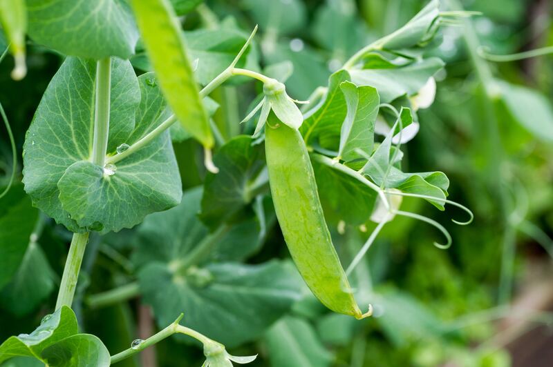 Pea pods of variety 'Douce provence'. Photograph: Getty