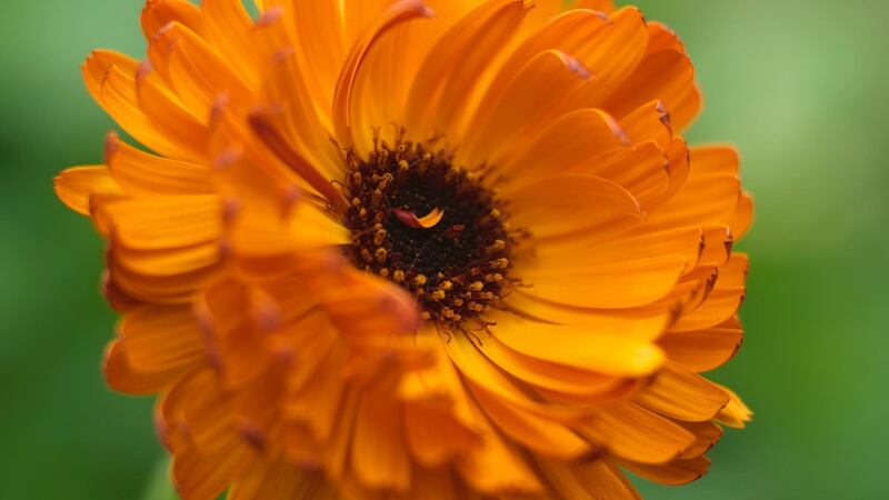 The burnt-orange flowers of calendula ‘Neon’ or marigolds can be eaten. Photograph: Richard Johnston
