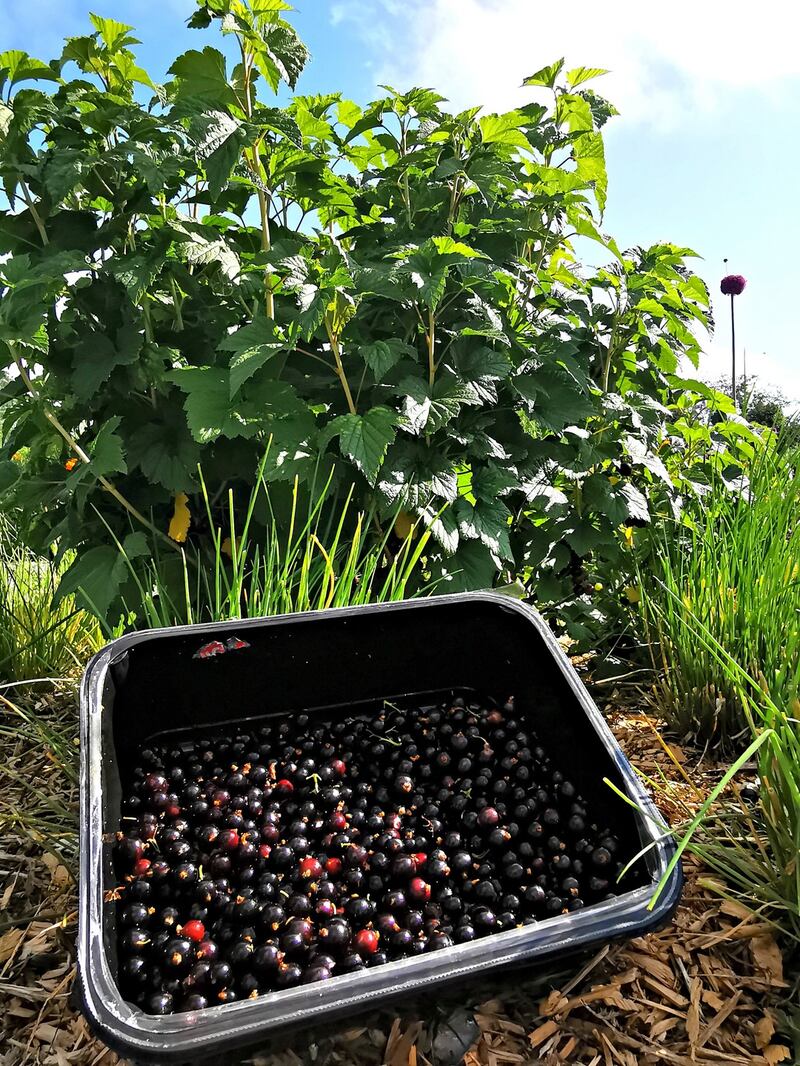 Blackcurrants growing at The Woodlands hotel.