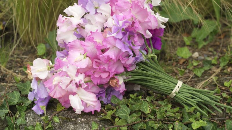 Freshly picked sweet pea.