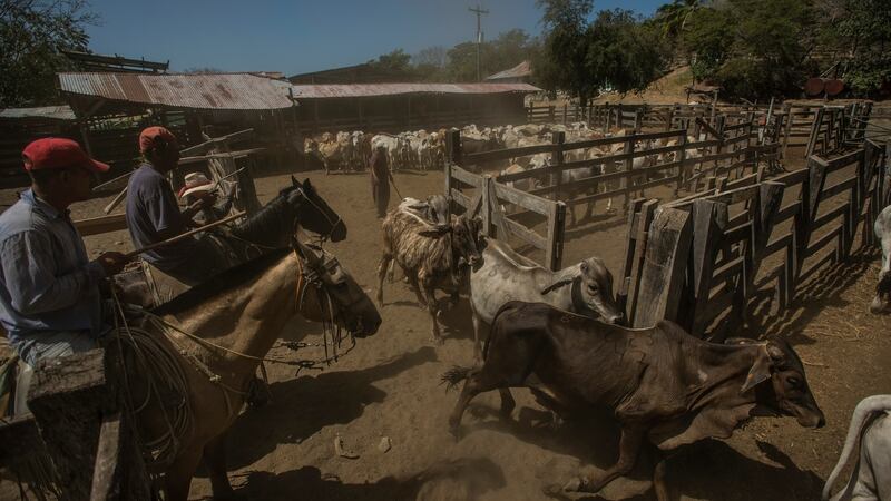 Cowboys herd cattle at a ranch in Brito, the proposed western starting point for a canal in Nicaragua. More than a year  after ground was broken, a plan by a Chinese billionaire that would greatly alter a country is shrouded in mystery and controversy. Photograph: Meridith Kohut/New York Times