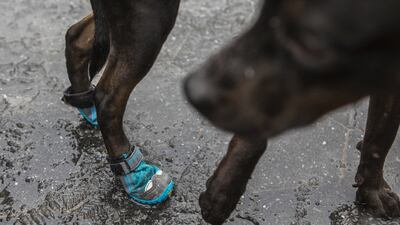 Lengal, a Doberman mix with booties on her back paws.
