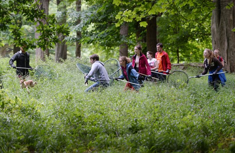 Members of the Opw working in conjunction with Students from UCD conduct the annual tagging of Fawns during fawning season in June. The team find, measure, tag and DNA sample fawns before they grow too big to catch.  Photograph: Alan Betson / The Irish Times
