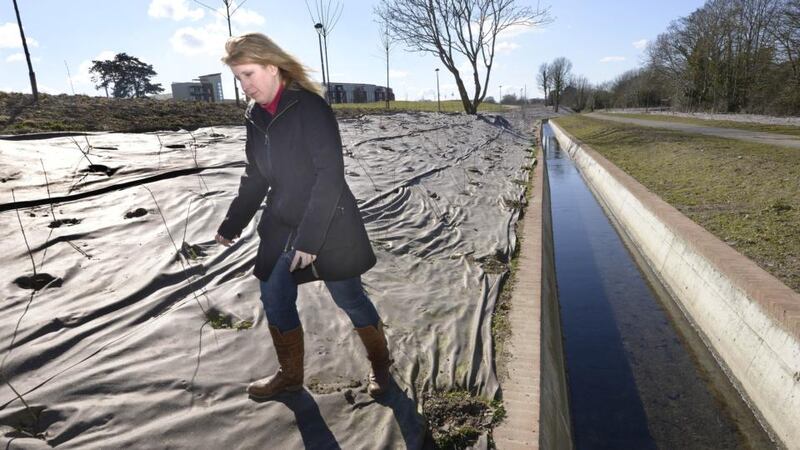 Ecological approach: biodegradable matting allows plants to establish themselves. Photograph: Brenda Fitzsimons