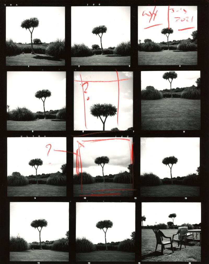 I bought an old film camera a few years back, and this was a kind of test roll to help me get the hang of it. The setting is my wife's parents' garden in Wexford and a tree that grows there. I've always liked the shape of it. It is exotic and simple at the same time and  wonderfully incongruous for the setting