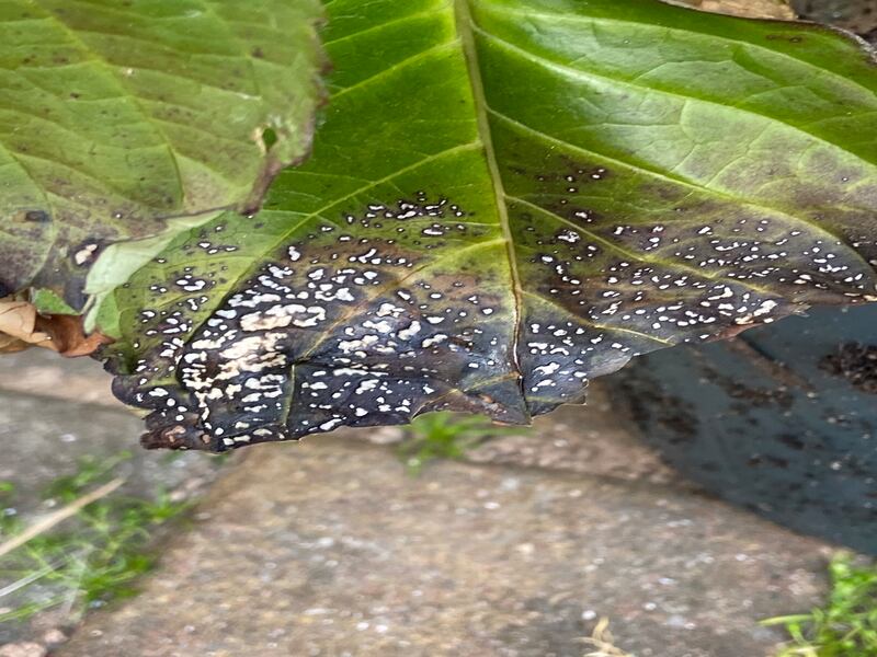 Ailing Hydrangea. Photograph: Jennifer Cosgrove