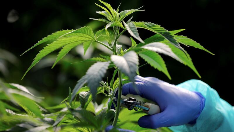 A medical cannabis plant:  while not a panacea, it has benefits for some patients with pain, sleep and anxiety issues, as well as epilepsy. Photograph: Amir Cohen