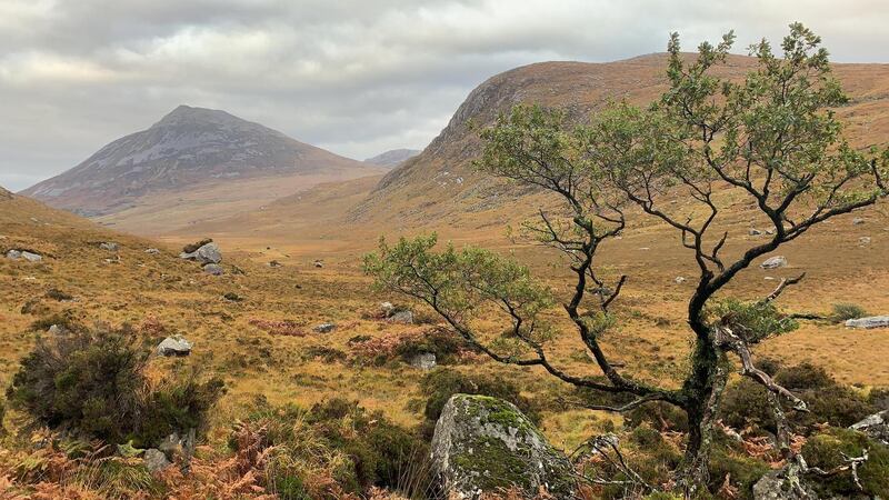 Photograph: Michael Guilfoyle