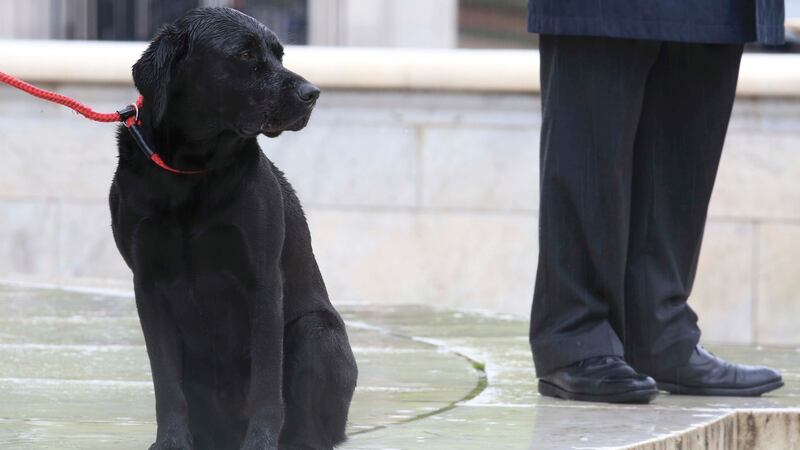 Man’s best friend: Dogs can be trained as a highly sophisticated “scientific instrument” and biosensor, according to Dr Claire Guest, founder of UK charity Medical Detection Dogs. File photograph: Paul Hackett/Reuters