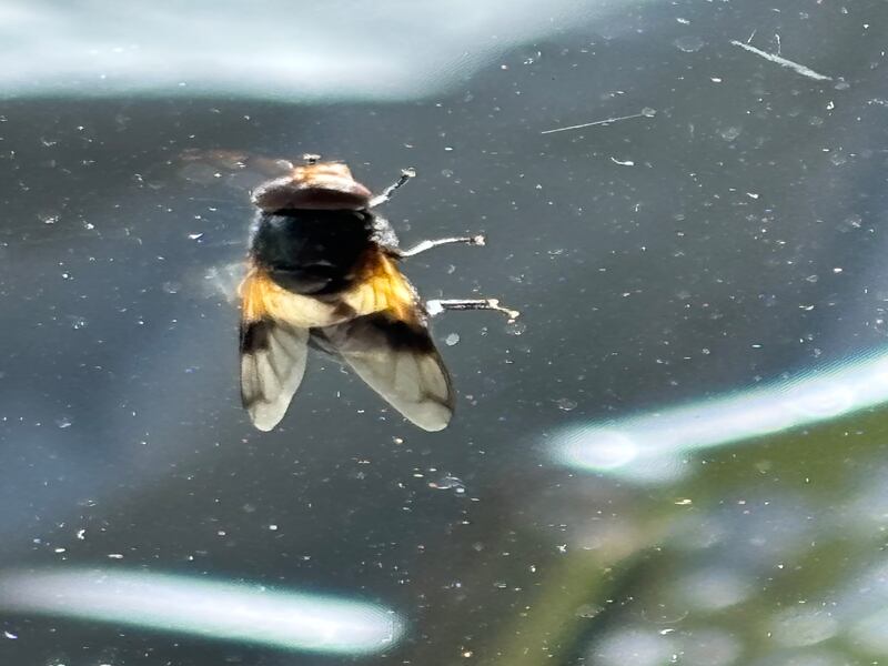Pellucid hoverfly. Photograph supplied by Richard Murphy