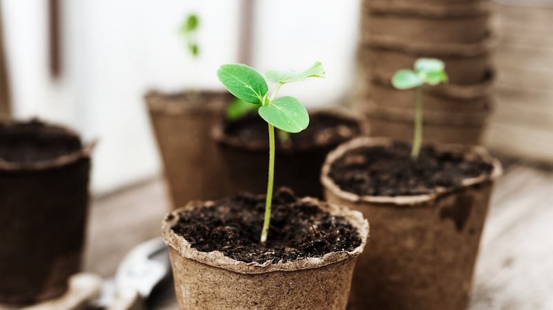 Self-sown seedlings can be lifted now and given in pots  to gardening friends. Photograph: iStock