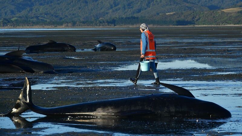 A volunteer caring for pilot whales during the  mass stranding at Golden Bay over the weekend. Photograph: Marty Melville/AFP/Getty Images