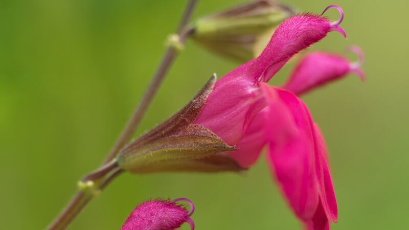 Close-up of the hot-pink flowers of Salvia “Cerro Potosí”