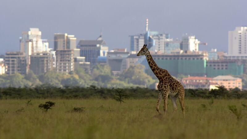 A giraffe spotted against the Nairobi skyline. Photograph: Getty Images