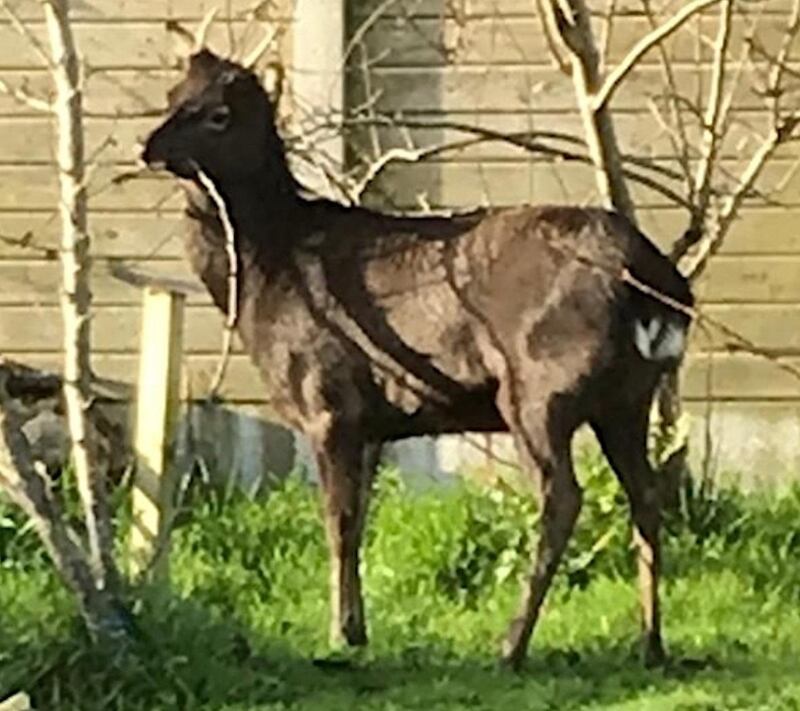 Sika deer are our most common non-native deer