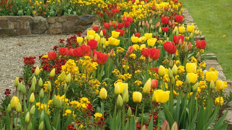 A vividly colourful mix of tulips and wallflowers in bloom in the Bay Garden,  Co Wexford, earlier this year