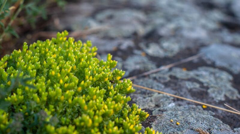 Many  types of low-growing alpines and herbs  thrive in crevices including  Sedum Sexangulare. Photograph: iStock