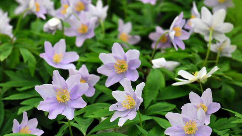 Anemone nemorosa ‘Lucys Wood’. Photograph: Paddy Tobin