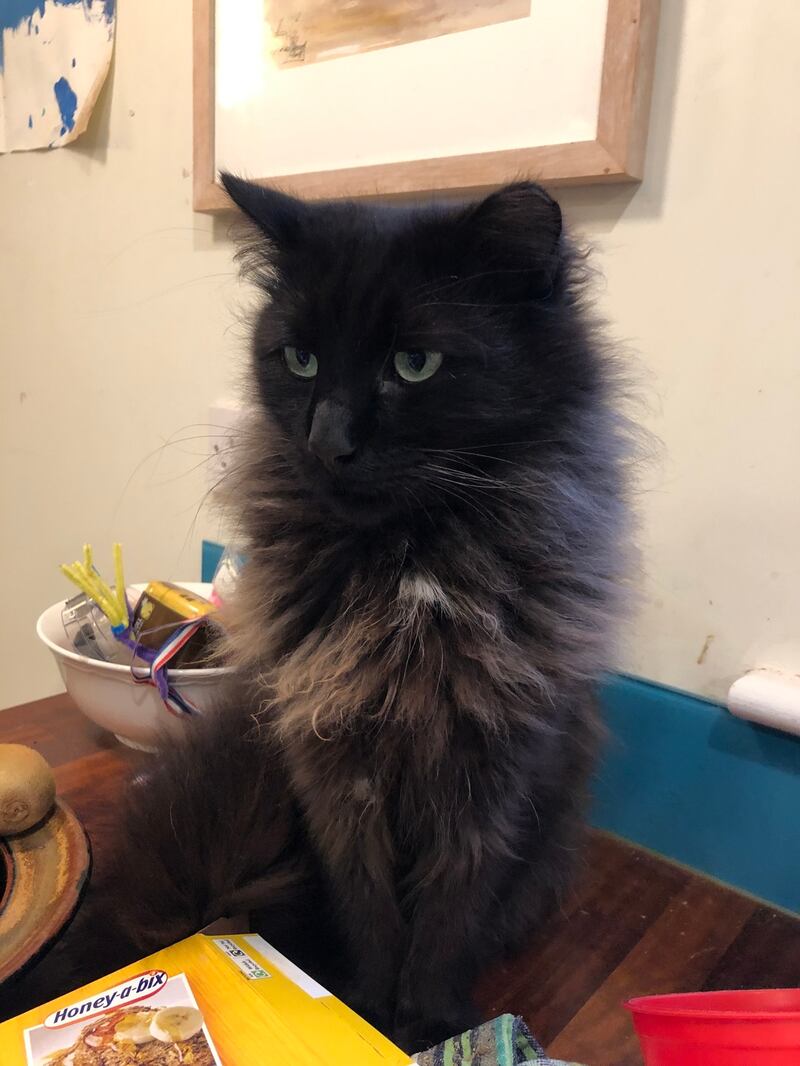 Mocha is a shaggy cat with a docked ear. He was once feral. He likes to sleep outside.