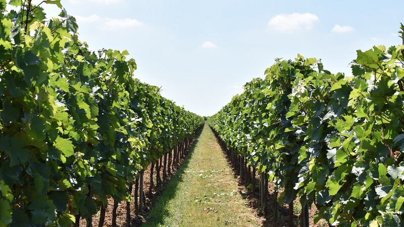One of the many vineyards lining the Suedliche Weinstrasse, the wine route. Photograph: Fionnuala Zinnecker