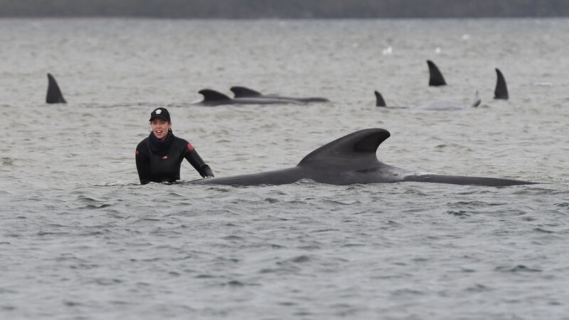 A rescuer stands next to a stranded pilot whale at Macquarie Harbour, Tasmania, Australia where more than 270 whales have been stranded. Photograph: Brodie Weeding/EPA