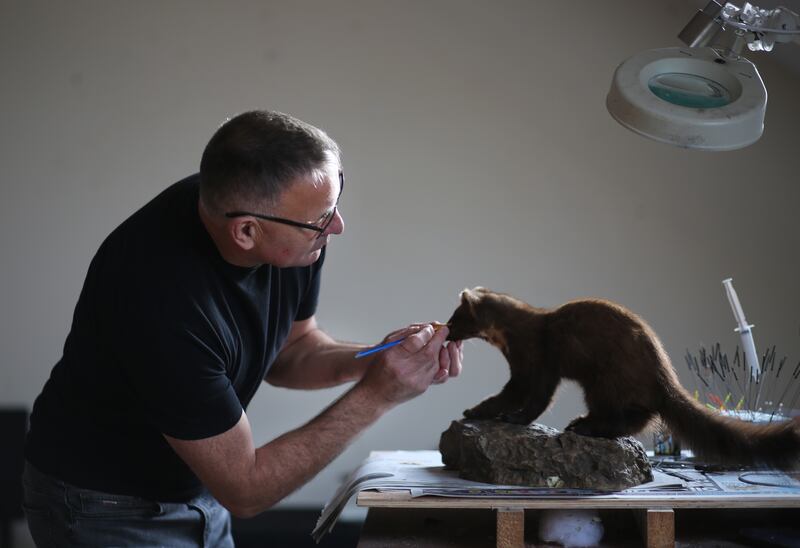 Donal Mulcahy working on a Pine Marten. Photograph: Bryan O'Brien